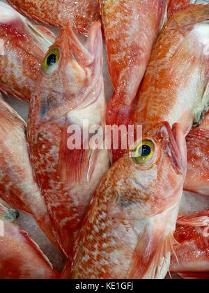 Yellow-eyed Rotbarsch Stockfoto