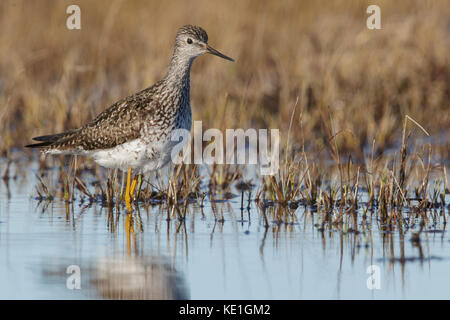 Lesser Yellowlegs (Tringa flavipes) Fütterung in einem flachen Teich in der Nähe von Churchill, Manitoba, Kanada. Stockfoto