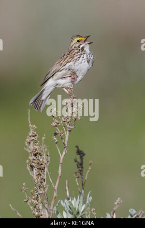 Savannah Sparrow (Passerculus sandwichensis) auf eine Niederlassung in Alberta, Kanada thront. Stockfoto