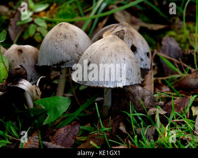 Coprinopsis atramentaria, gemeinsame inkcap Pilze, ist ein essbarer (aber manchmal giftig, wenn sie mit Alkohol) Pilz kombiniert, Großbritannien Stockfoto