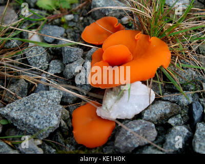 Aleuria aurantia, Orange Peel Pilz, Großbritannien Stockfoto