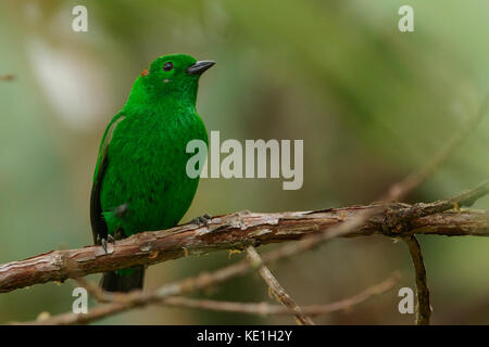 Glänzend-grünen Tanager (Chlorochrysa phoenicotis) auf einem Zweig in den Anden Kolumbiens thront. Stockfoto