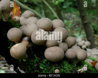 Lycoperdon pyriforme, allgemein bekannt als die pear-shaped puffball oder stumpf Puffball, Großbritannien Stockfoto