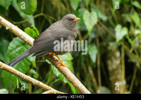 Große Thrush (Turdus fuscater) auf einem Zweig in den Anden Kolumbiens thront. Stockfoto