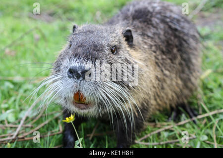 Nutria geniesst den Duft der Blumen Stockfoto