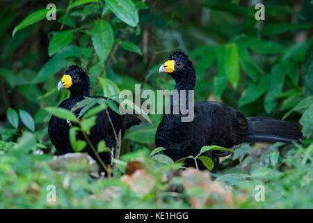 Schwarz (Curassow Crax diesem) auf dem Boden im Regenwald von Guyana gehockt Stockfoto