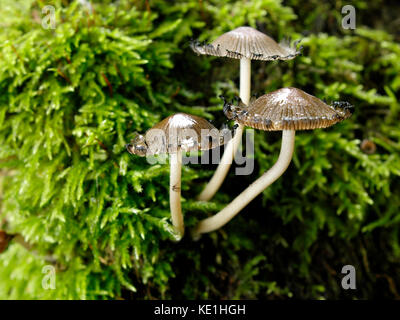 Glitzernde inkcap, coprinellus micaceus in ihrer späteren Phase des Lebens, Großbritannien Stockfoto