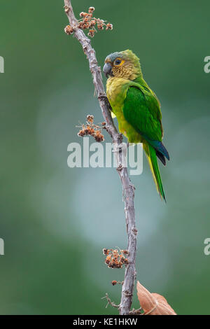 Brown-throated Parakeet (Eupsittula pertinax) auf einem Zweig im Regenwald von Guyana thront. Stockfoto