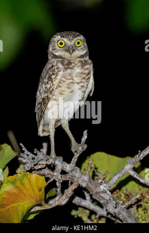 Grabende Eule (Athene cunicularia) auf einem Zweig im Grasland von Guyana thront. Stockfoto