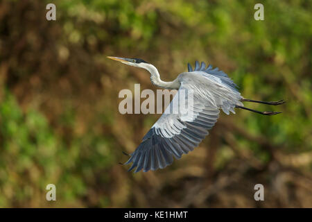 Cocoi Graureiher (Ardea cocoi) fliegen im Grasland von Guyana. Stockfoto