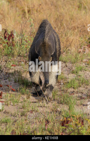 Giant Anteater im Grasland von Guyana. Stockfoto