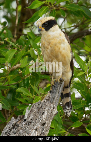 Laughing Falcon (herpetotheres cachinnans) auf einem Zweig im Grasland von Guyana thront. Stockfoto