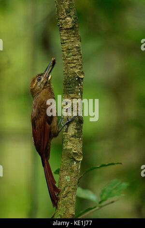 Nur-text-braun (Woodcreeper Dendrocincla fuliginosa) auf einem Zweig im Regenwald von Guyana thront. Stockfoto