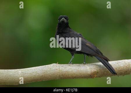 Lila-throated Fruitcrow (Querula Purpurata) auf einem Zweig im Regenwald von Guyana thront. Stockfoto