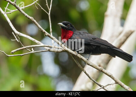 Lila-throated Fruitcrow (Querula Purpurata) auf einem Zweig im Regenwald von Guyana thront. Stockfoto