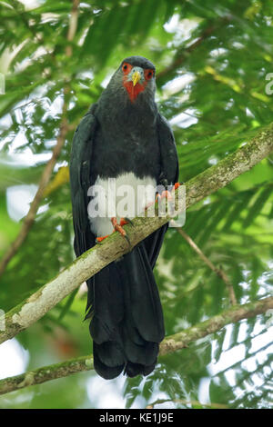 Red-throated Karakara (Ibycter americanus) auf einem Zweig im Regenwald von Guyana thront. Stockfoto