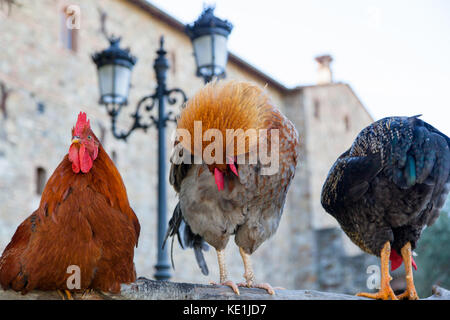 Drei Hähne, von denen zwei sich selbst pflegen, auf einer alten hölzernen Zaun in einem Schloss Hof. Stockfoto