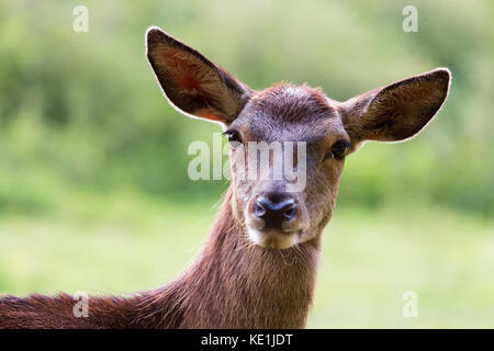 Portrait einer weiblichen Rotwild (DOE) Stockfoto