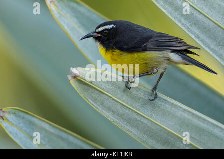 Bananaquit (Coereba flaveola) auf einem Zweig auf der karibischen Insel Martinique thront. Stockfoto