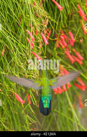 Grün-throated Carib (Eulampis holosericeus) fliegen und Fütterung eine Blume auf der karibischen Insel Martinique. Stockfoto