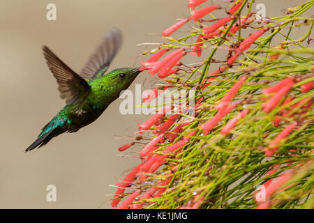 Grün-throated Carib (Eulampis holosericeus) fliegen und Fütterung eine Blume auf der karibischen Insel Martinique. Stockfoto