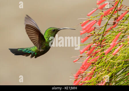 Grün-throated Carib (Eulampis holosericeus) fliegen und Fütterung eine Blume auf der karibischen Insel Martinique. Stockfoto