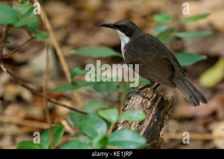 White-Breasted Thrasher (Ramphocinclus Brachyurus) auf einem Zweig auf der karibischen Insel Martinique thront. Stockfoto