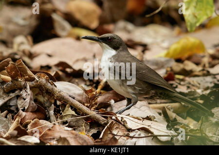 White-Breasted Thrasher (Ramphocinclus Brachyurus) am Boden auf der karibischen Insel Martinique thront. Stockfoto