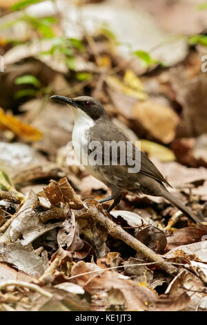 White-Breasted Thrasher (Ramphocinclus Brachyurus) am Boden auf der karibischen Insel Martinique thront. Stockfoto