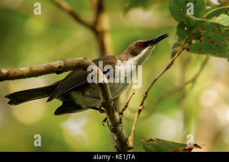 White-Breasted Thrasher (Ramphocinclus Brachyurus) auf einem Zweig auf der karibischen Insel Martinique thront. Stockfoto