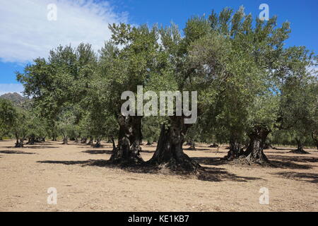 Bereich der alten Olivenbäumen in Spanien, Mittelmeer, Roses, Girona, Katalonien Stockfoto