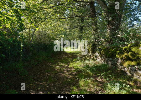 Frankreich ländlichen Wanderweg im Schatten von baum laub und von alten Steinmauern, mortemart gesäumt, haute-Vienne, Limousin Stockfoto