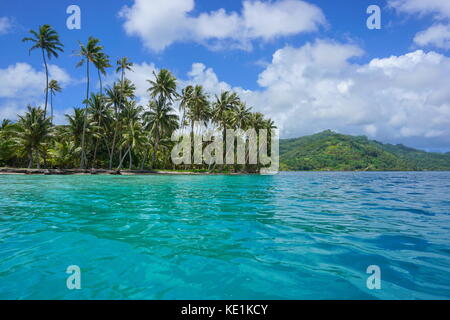 Französisch Polynesien Küste Kokosnuss Palmen auf dem Motu vavaratea mit Huahine Island im Hintergrund, faie, South Pacific Ocean, Ozeanien Stockfoto