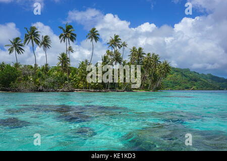 Französisch Polynesien Kokosnuss Palmen auf dem Motu vavaratea und dem türkisfarbenen Wasser der Lagune, Huahine Island, faie, South Pacific Ocean, Ozeanien Stockfoto