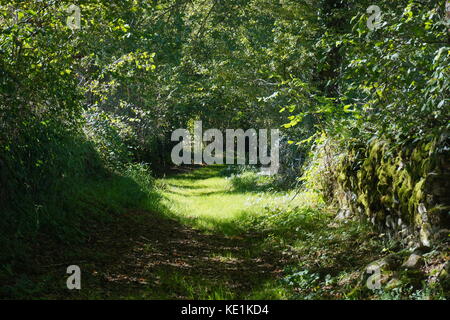 Grünen Wanderweg und üppigem Laub in der französischen Landschaft, mortemart, haute-Vienne, Limousin Stockfoto