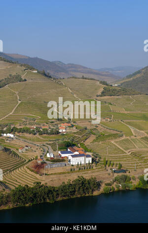 Weinberge im Douro-Tal von Portugal Stockfoto