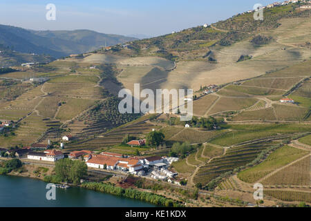 Weinberge im Douro-Tal von Portugal Stockfoto