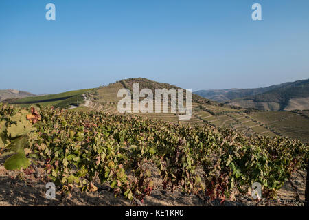 Weinberge im Douro-Tal von Portugal Stockfoto