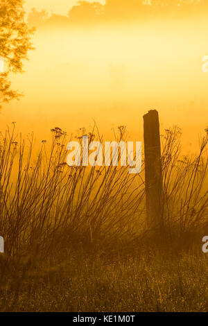 Zaunpfosten und Unkraut durch die sonnendurchfluteten Nebel, Fergus, Ontario, Kanada ab Stockfoto