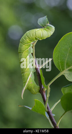 Tabakkäfer Caterpillar, Manduca sexta, Essen ein Blatt, Ontario, Kanada Stockfoto