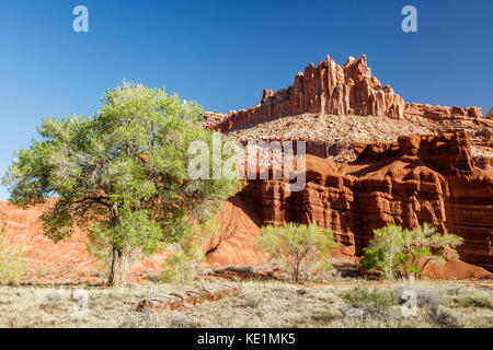 Capital Reef National Park. Pappeln und Red Rock am Dom Stockfoto