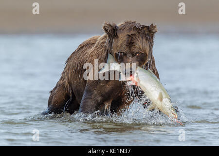 Alaskan Brown bear Jagen in Alaska Lachs Stockfoto