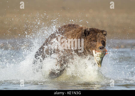 Alaskan Brown bear Jagen in Alaska Lachs Stockfoto