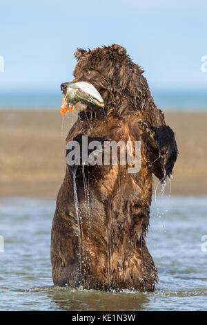 Alaskan Brown bear Jagen in Alaska Lachs Stockfoto