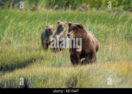 Alaskan Brown bear Leistungsbeschreibung mit Jungen Stockfoto