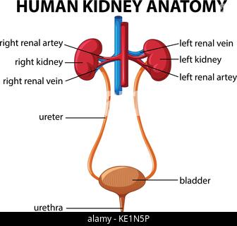 Menschliche Niere Anatomie Diagramm Abbildung Stock Vektor