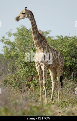 Eine Giraffe posiert für ein Porträt, das im Dolomitenlager im Etosha Nationalpark in Afrika gedreht wurde. Stockfoto