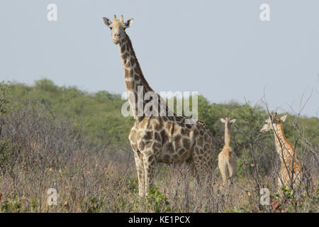 Eine Giraffe posiert für ein Porträt, das im Dolomitenlager im Etosha Nationalpark in Afrika gedreht wurde. Stockfoto
