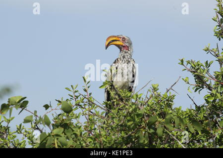 Ein südliche Gelbschnabelhornvogel gibt dem bösen Blick in einem Baum im Dolomitenlager im Etosha Nationalpark, Afrika. Stockfoto