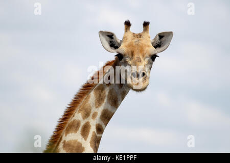Eine Giraffe geht durch die Bürste in der Nähe des Dolomitenlagers im Etosha Nationalpark, Afrika. Stockfoto